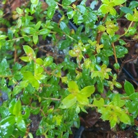 Gaultheria myrsinoides 